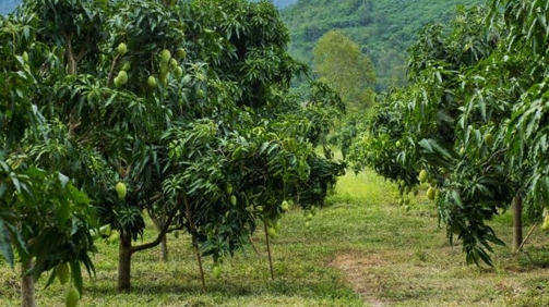 Paithalmala-mango-acres-project