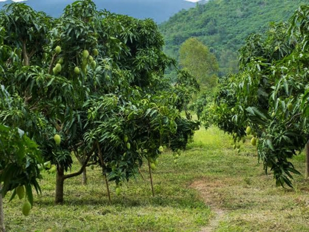Paithalmala-mango-acres-project