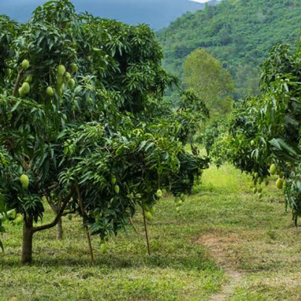 Paithalmala-mango-acres-project