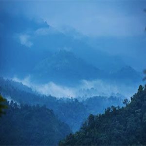 Bell-Coffee-Plantation-2