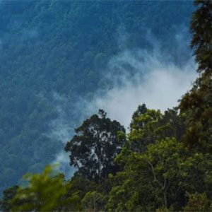 Bell-Coffee-Plantation-4